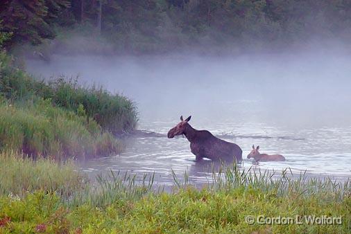 Cow Moose with Calf_02348.jpg - Photographed along the Magpie River on the north shore of Lake Superior near Wawa, Ontario, Canada.